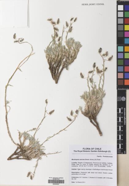 Montiopsis sericea [Espécimen: ]