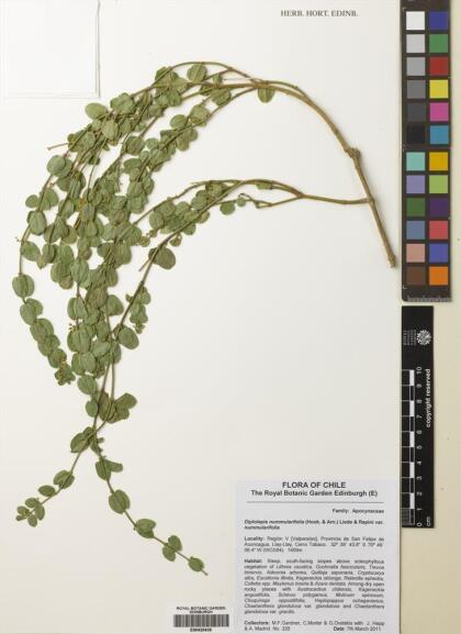 Diplolepis nummulariifolia [Espécimen: ]