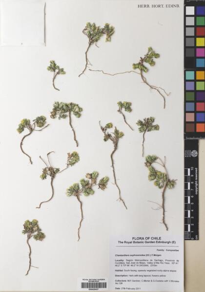 Chaetanthera flabellata [Espécimen: ]