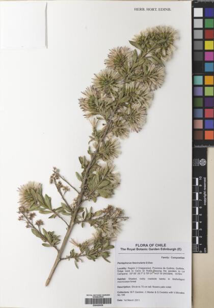 Gochnatia foliolosa var. fascicularis [Espécimen: ]
