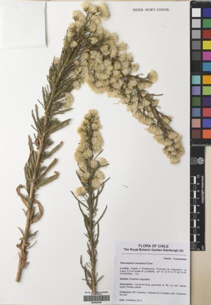 Pleocarphus revolutus [Espécimen: ]
