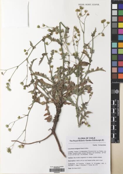 Leucheria bridgesii [Espécimen: ]