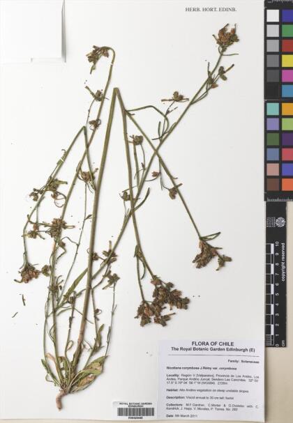 Nicotiana corymbosa var. corymbosa [Espécimen: ]