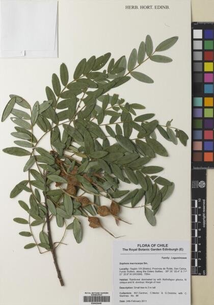 Sophora macrocarpa [Espécimen: ]