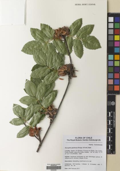 Eucryphia glutinosa [Espécimen: ]