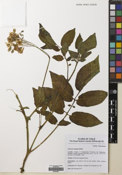 Solanum maglia [Espécimen: ]