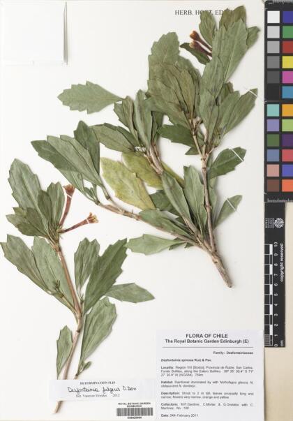Desfontainia fulgens [Espécimen: ]