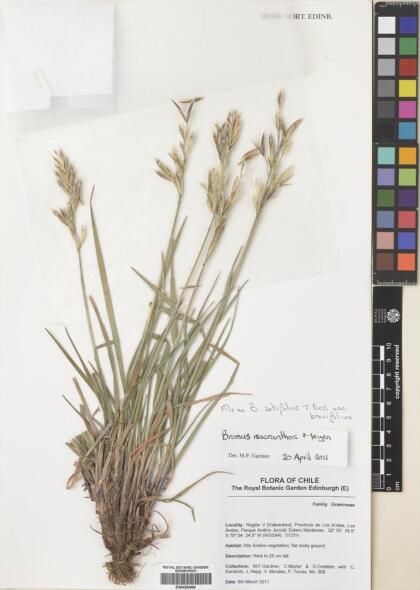 Bromus setifolius [Espécimen: ]