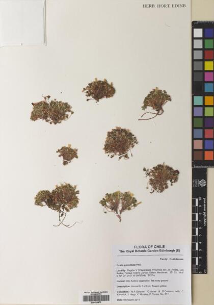 Oxalis penicillata [Espécimen: ]