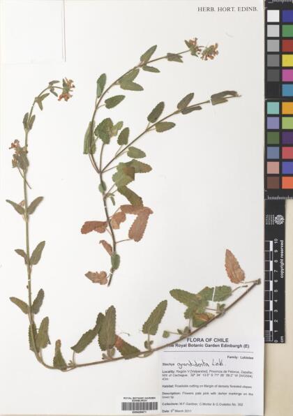 Stachys grandidentata [Espécimen: ]