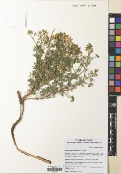 Adesmia gracilis [Espécimen: ]
