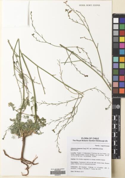 Adesmia papposa var. radicifolia [Espécimen: ]