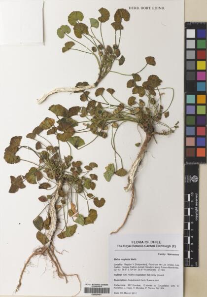 Malva neglecta [Espécimen: ]