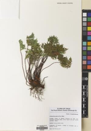 Cheilanthes glauca [Espécimen: ]