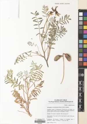 Astragalus cruckshanksii [Espécimen: ]