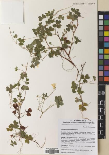 Oxalis dumetorum [Espécimen: ]