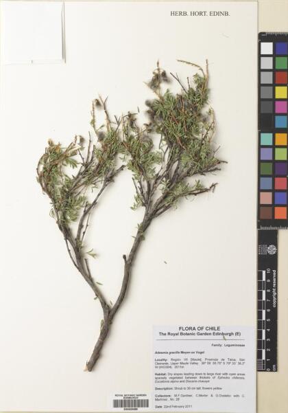 Adesmia gracilis [Espécimen: ]