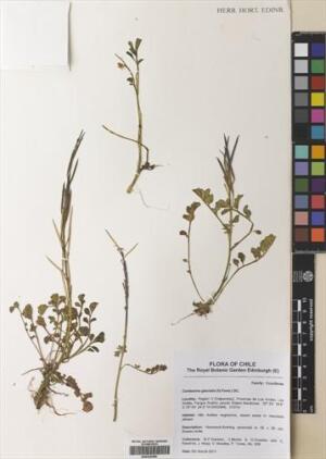 Cardamine glacialis [Espécimen: ]