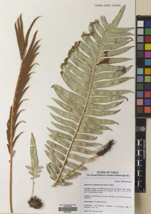 Lomariocycas magellanica [Espécimen: ]