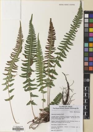 Blechnum hastatum [Espécimen: ]