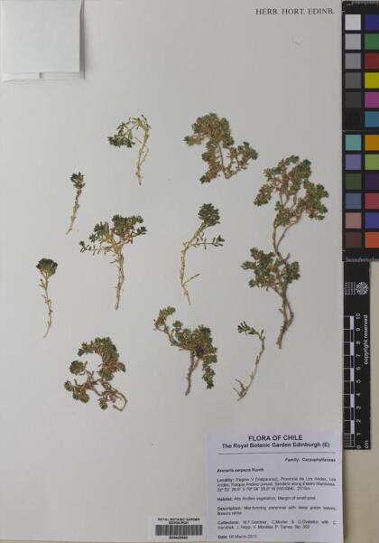 Arenaria serpens [Espécimen: ]