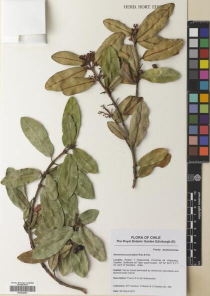 Aextoxicon punctatum [Espécimen: ]