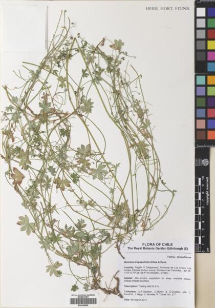 Bowlesia tropaeolifolia [Espécimen: ]