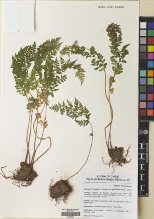 Cystopteris apiiformis [Espécimen: ]