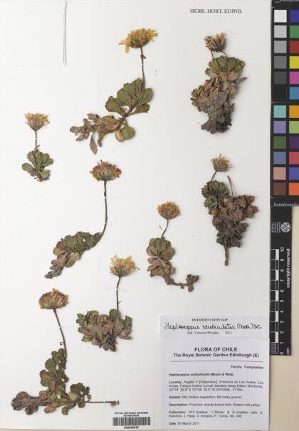 Haplopappus scrobiculatus [Espécimen: ]
