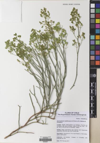 Gymnophyton isatidicarpum [Espécimen: ]