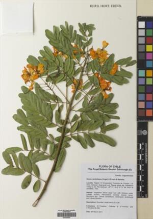 Senna candolleana [Espécimen: ]