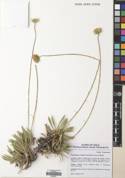 Haplopappus integerrimus [Espécimen: ]
