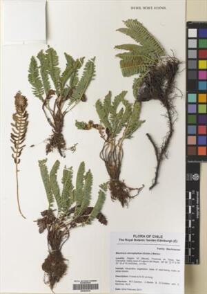 Austroblechnum lechleri [Espécimen: ]