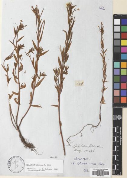 Epilobium glaucum [Espécimen: ]