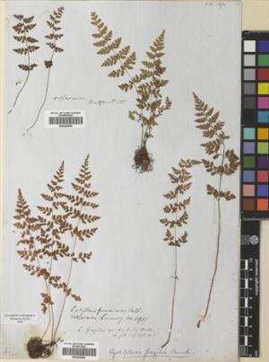 Cystopteris apiiformis [Espécimen: ]