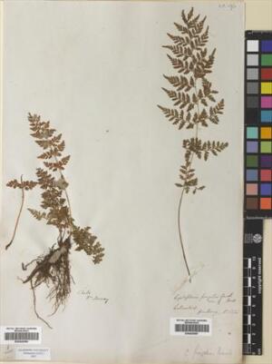 Cystopteris apiiformis [Espécimen: ]