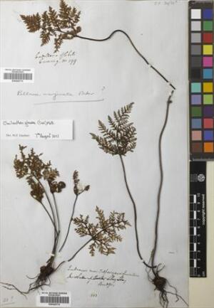 Cheilanthes glauca [Espécimen: ]
