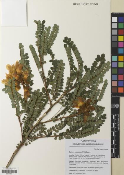 Sophora cassioides [Espécimen: ]