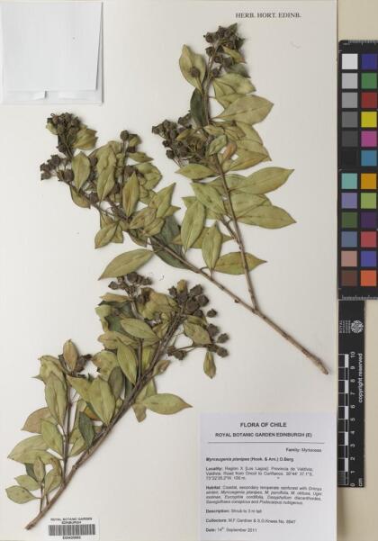 Myrceugenia planipes [Espécimen: ]