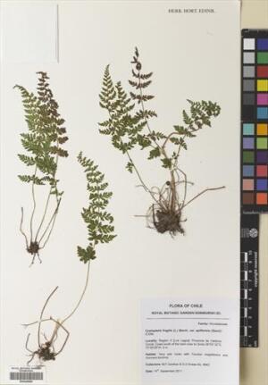 Cystopteris apiiformis [Espécimen: ]