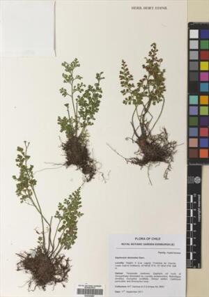 Asplenium dareoides [Espécimen: ]