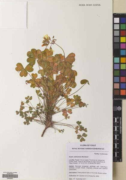 Oxalis valdiviensis [Espécimen: ]