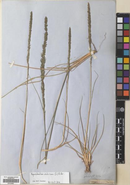 Sporobolus indicus [Espécimen: ]