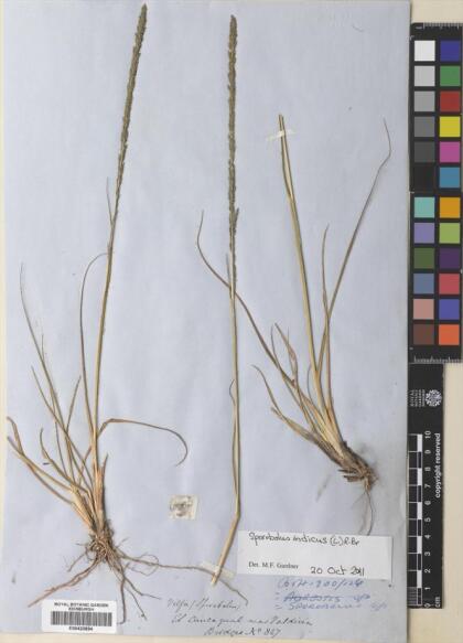 Sporobolus indicus [Espécimen: ]