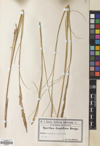 Sporobolus montevidensis [Espécimen: ]