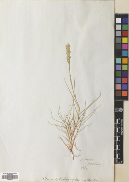 Distichlis spicata [Espécimen: ]