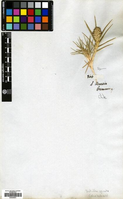 Distichlis spicata [Espécimen: ]