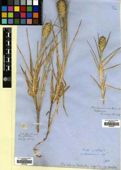 Distichlis spicata [Espécimen: ]