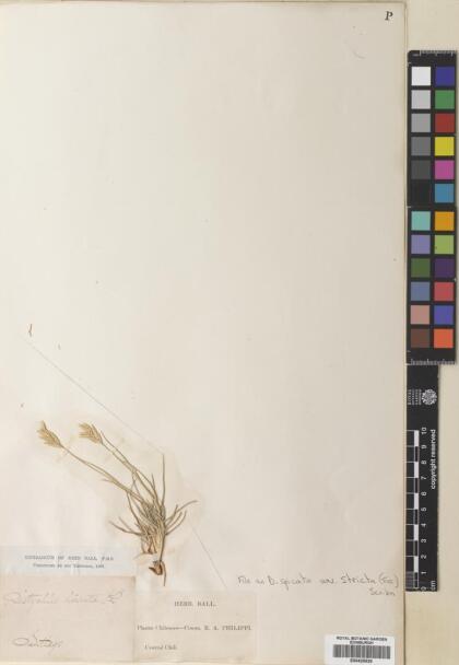 Distichlis spicata [Espécimen: ]
