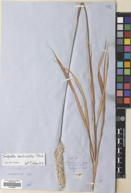 Imperata condensata [Espécimen: ]